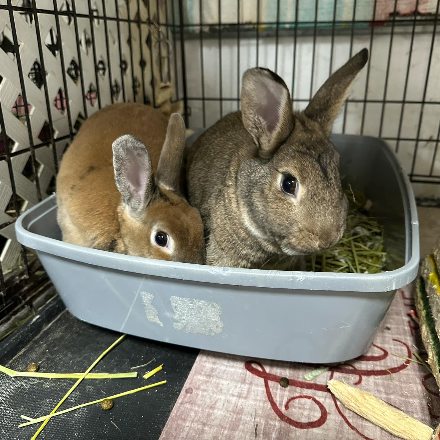 Larry, Moe and Curly, a Adoptable mixed breed in SAUCIER, MS image 2/3