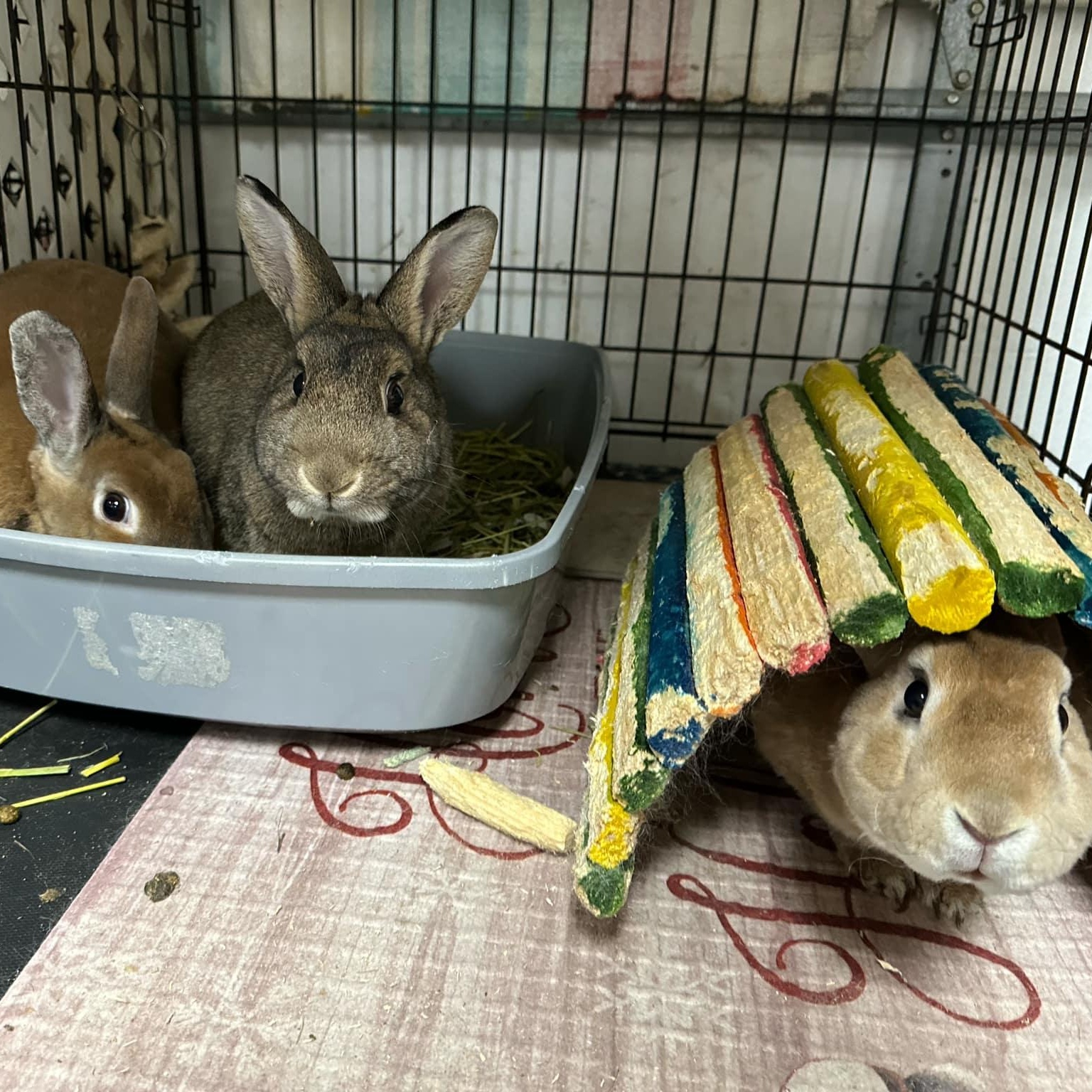 Larry, Moe and Curly, a Adoptable mixed breed in SAUCIER, MS image 3/3