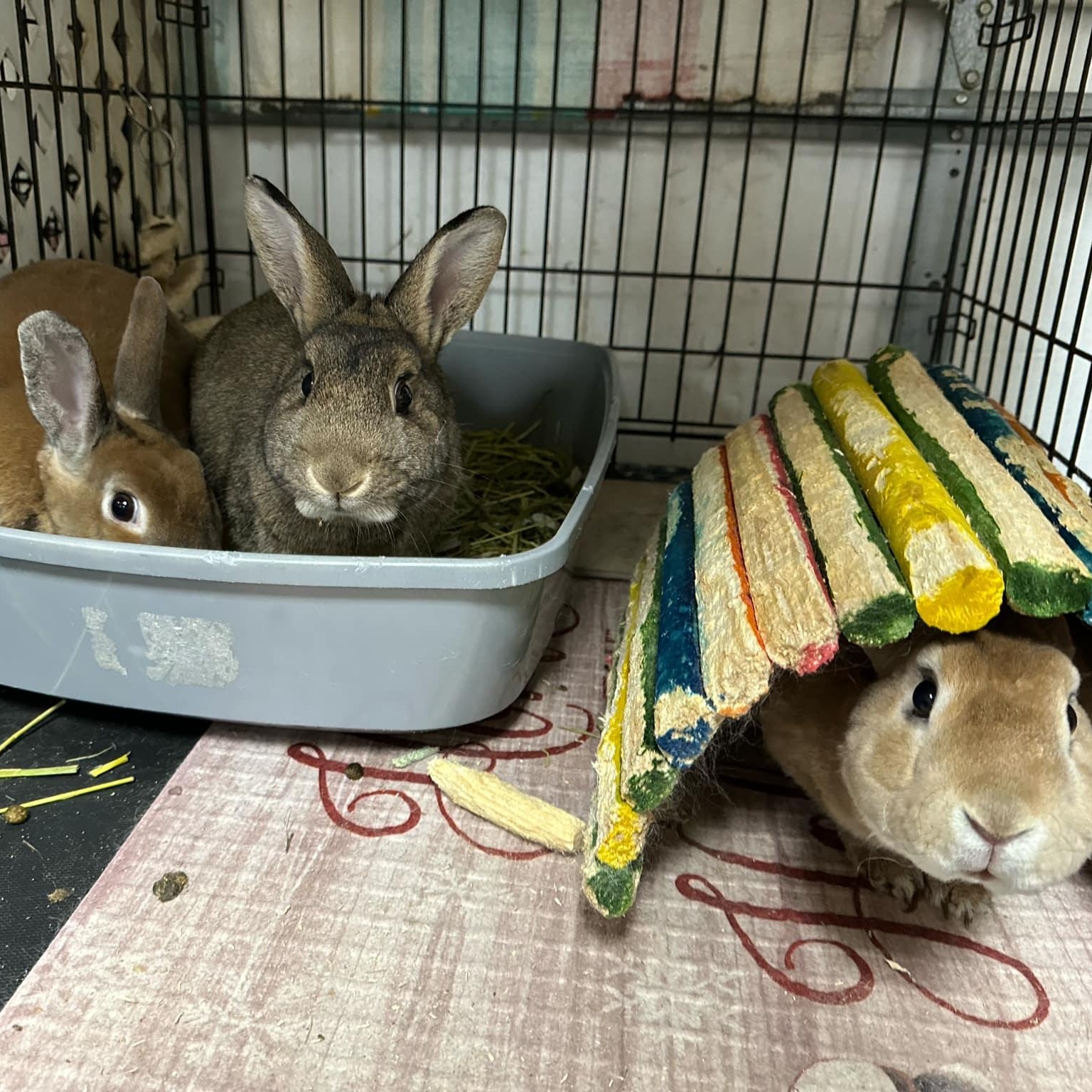 Larry, Moe and Curly, a Adoptable mixed breed in SAUCIER, MS image 1/3