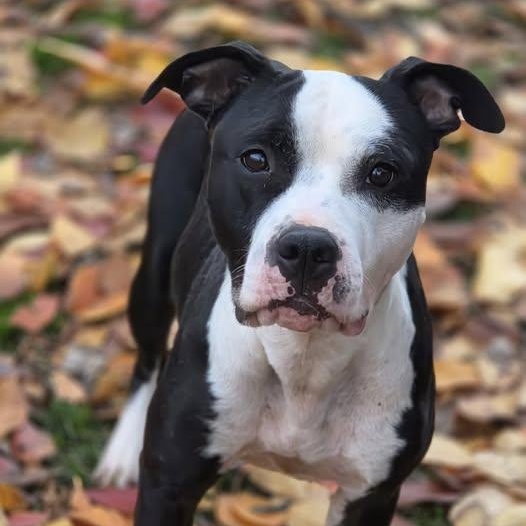Enlarge 25-01411 ONYX, a Adoptable Pit Bull Terrier in Fredericksburg, VA image 1/1
