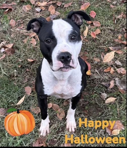 Enlarge 25-01411 ONYX, a Adoptable Pit Bull Terrier in Fredericksburg, VA image 1/1