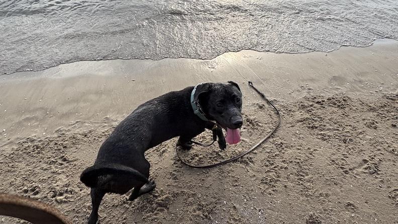 Nimbus, an adoptable mixed breed in Medina, OH image 2/6