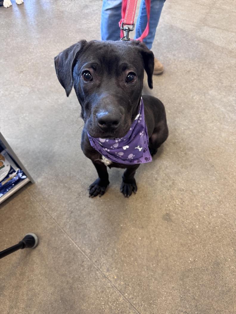 Enlarge Nimbus, a ADOPTABLE mixed breed in Medina, OH image 2/3