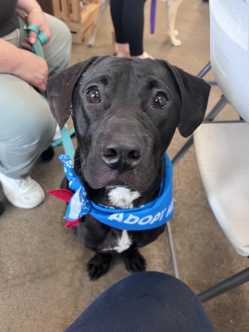 Nimbus, adoptable, Young Male Black Labrador Retriever.