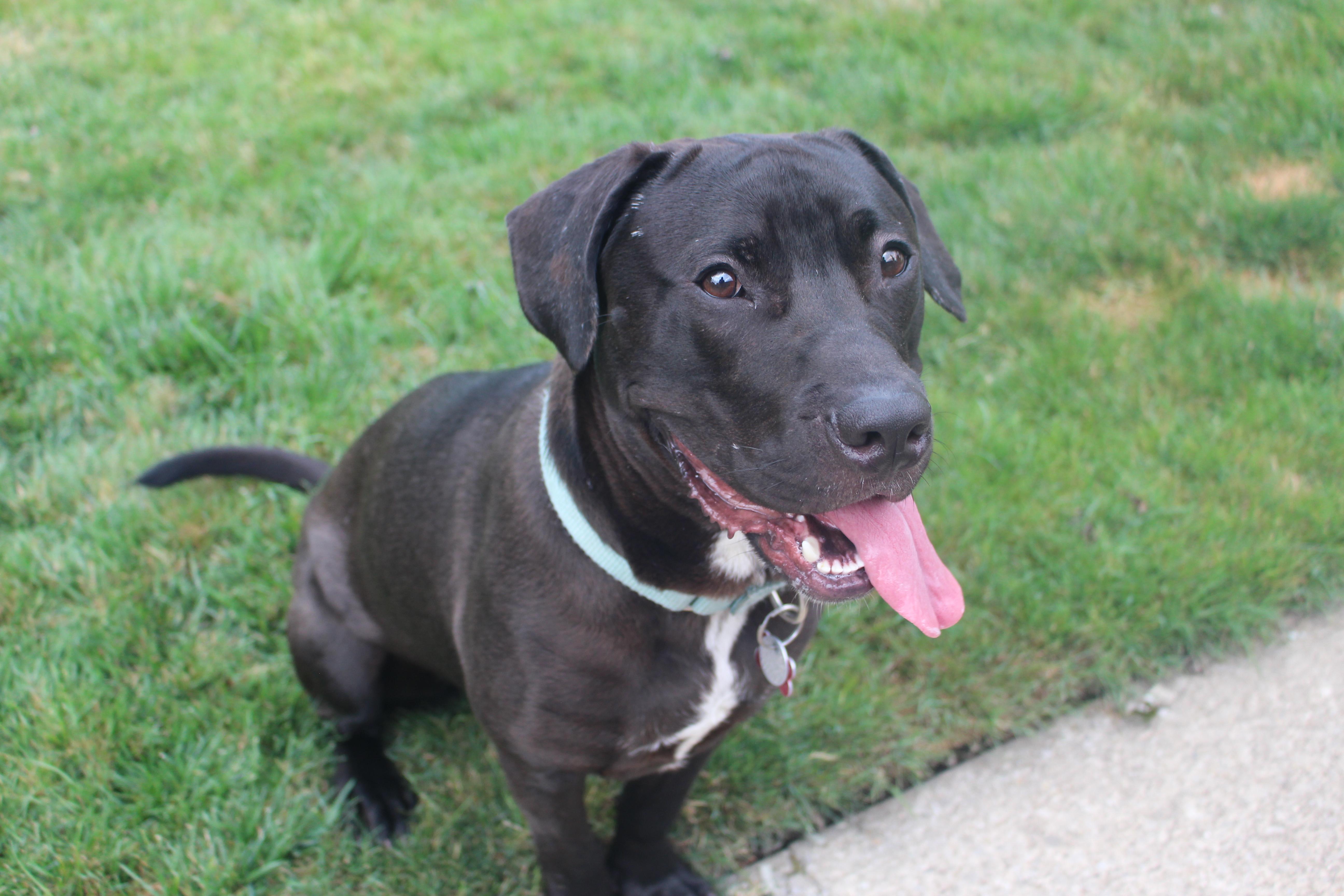 Nimbus, an adoptable mixed breed in Medina, OH image 1/6