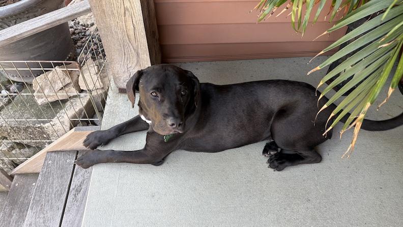 Nimbus, an adoptable mixed breed in Medina, OH image 1/6