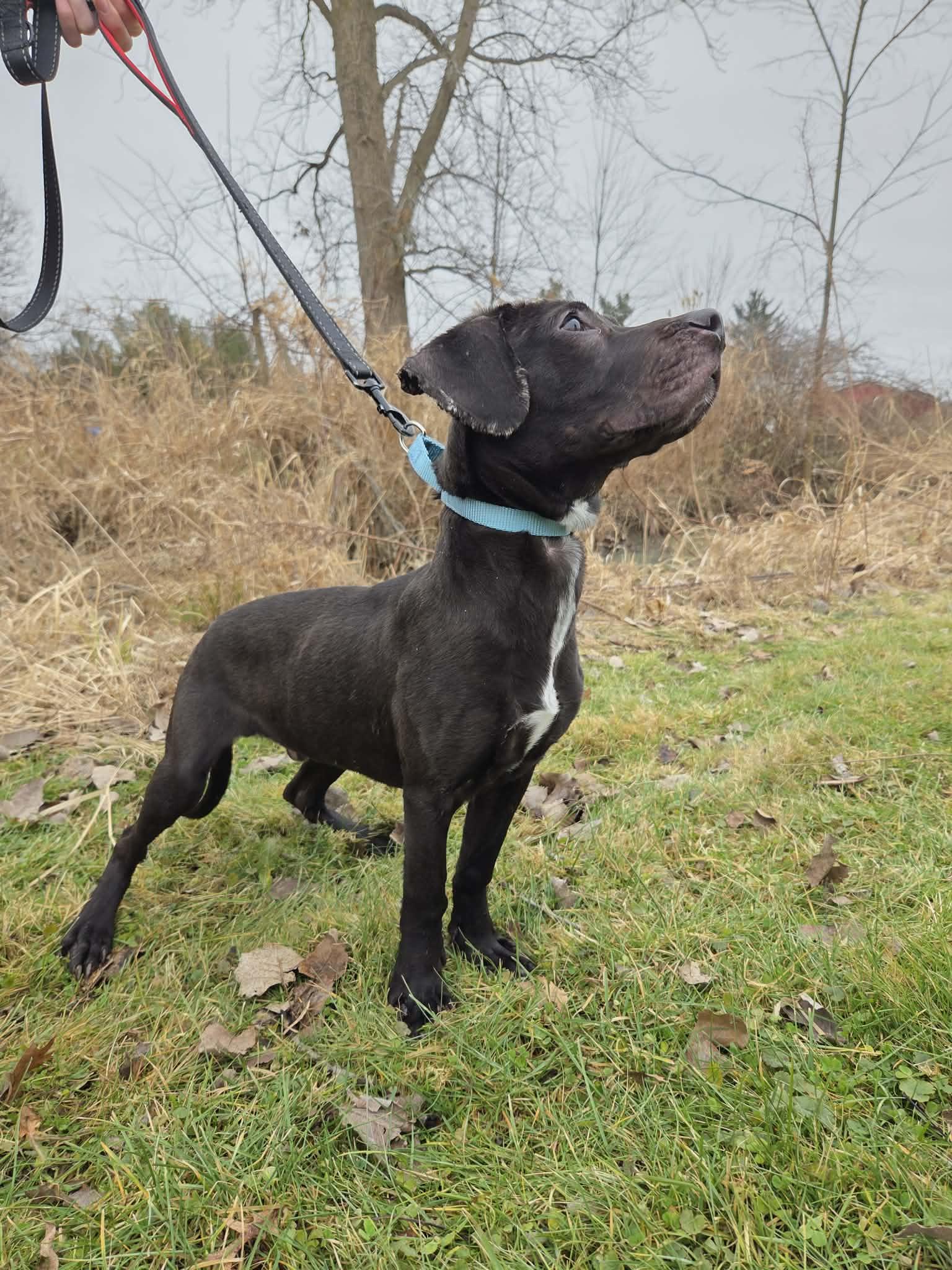 Enlarge Nimbus-Not Accepting Applications Yet!, a ADOPTABLE mixed breed in Medina, OH image 3/3