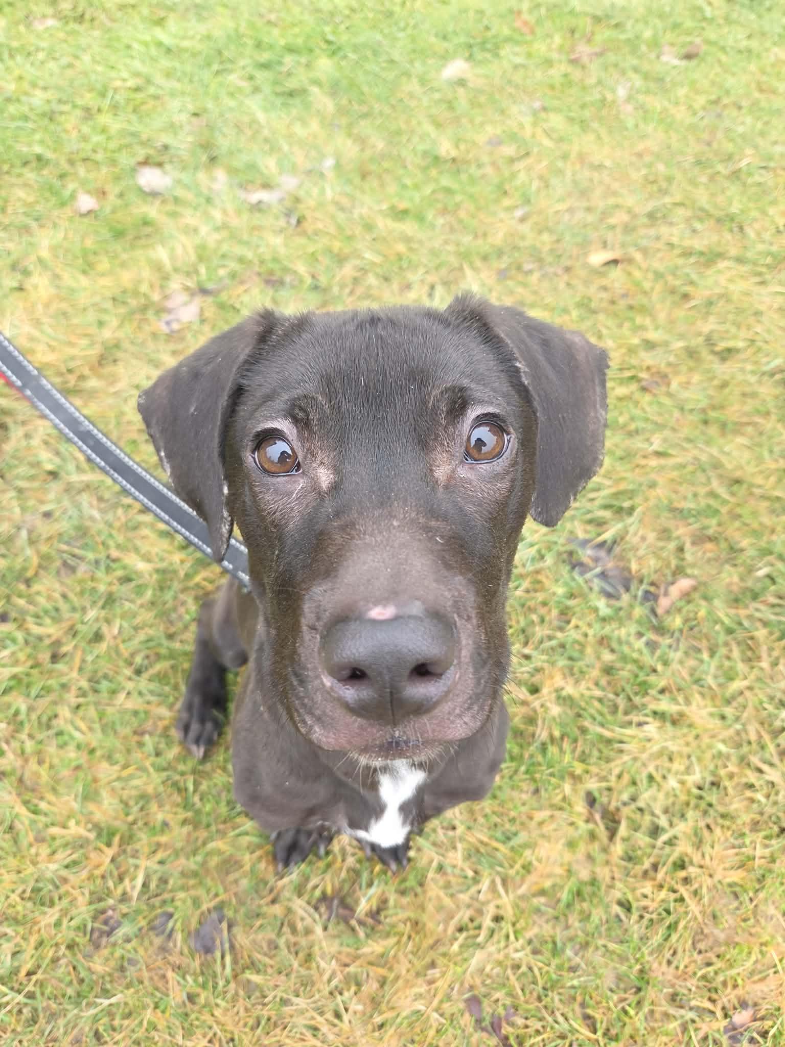 Nimbus-Not Accepting Applications Yet!, ADOPTABLE, Young Male Black Labrador Retriever.