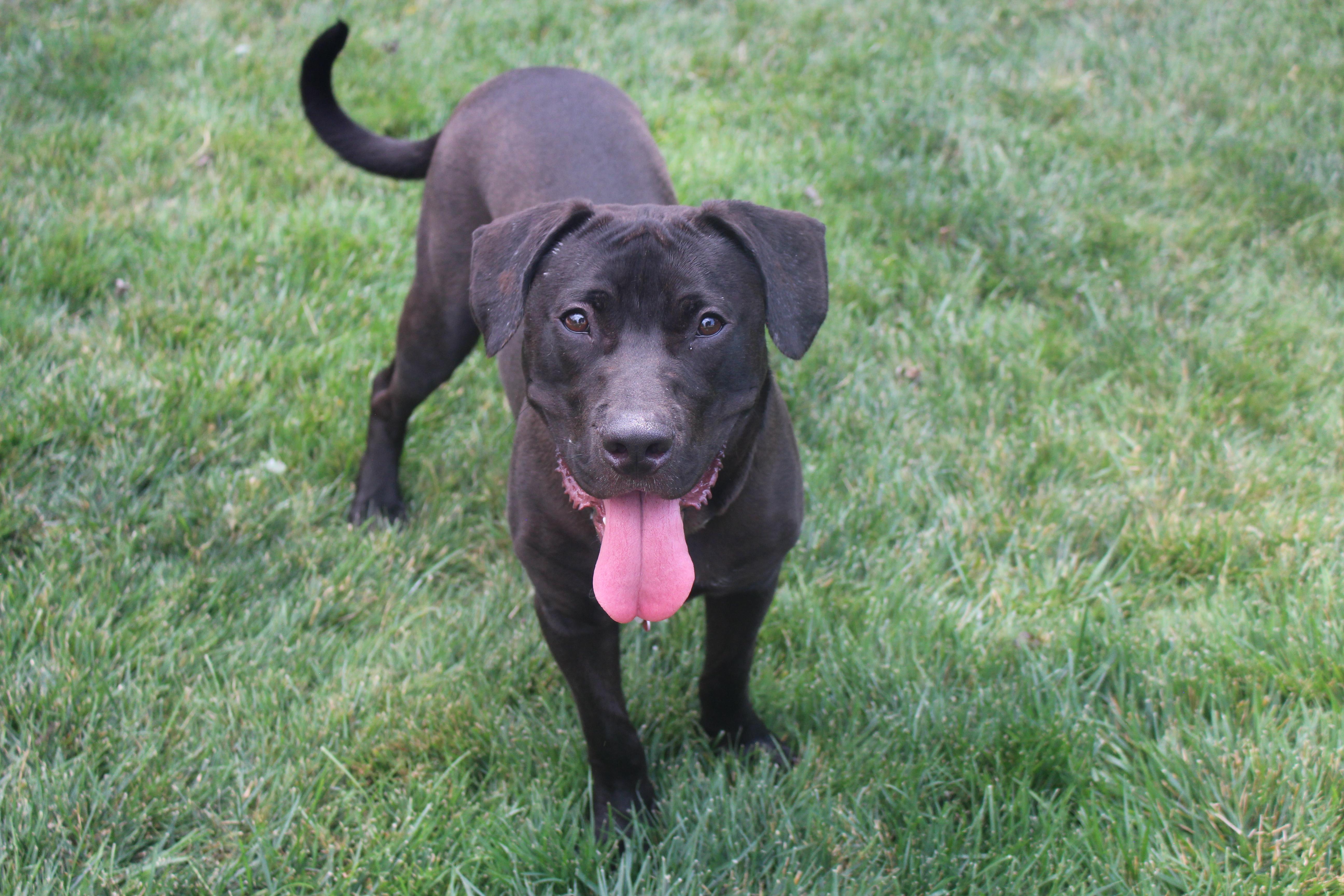 Nimbus, an adoptable mixed breed in Medina, OH image 2/6