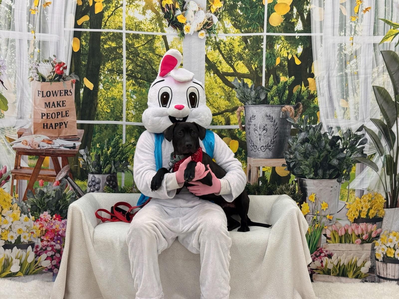 Nimbus, ADOPTABLE, Young Male Black Labrador Retriever.