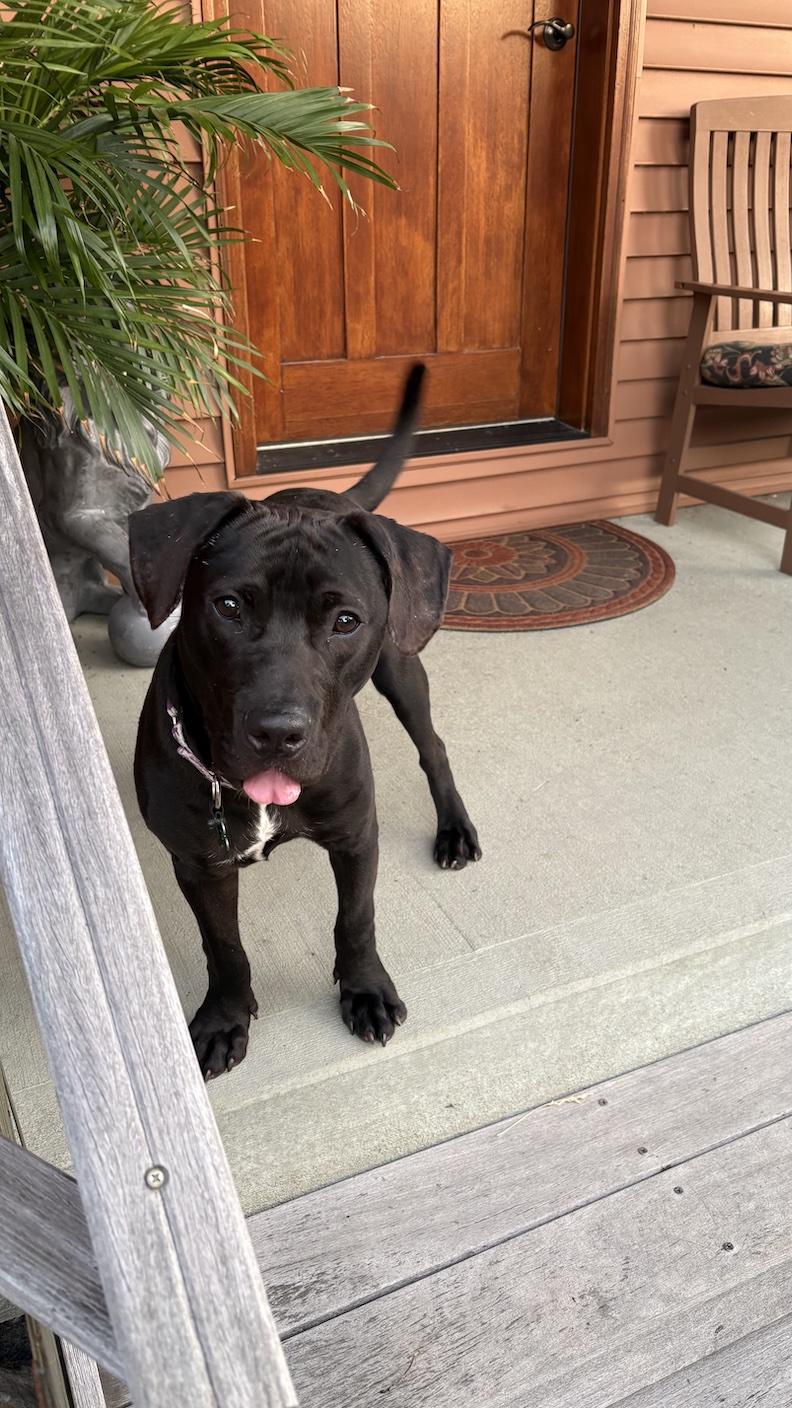 Nimbus, an adoptable mixed breed in Medina, OH image 4/6