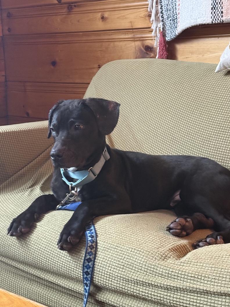 Nimbus, ADOPTABLE, Young Male Black Labrador Retriever.