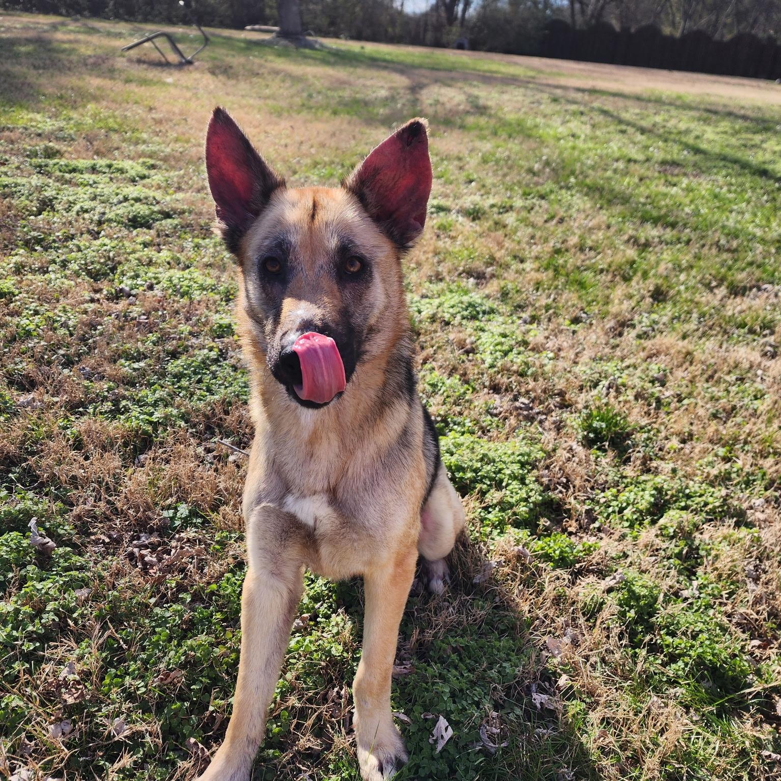 Freida, ADOPTABLE, Young Female German Shepherd Dog.