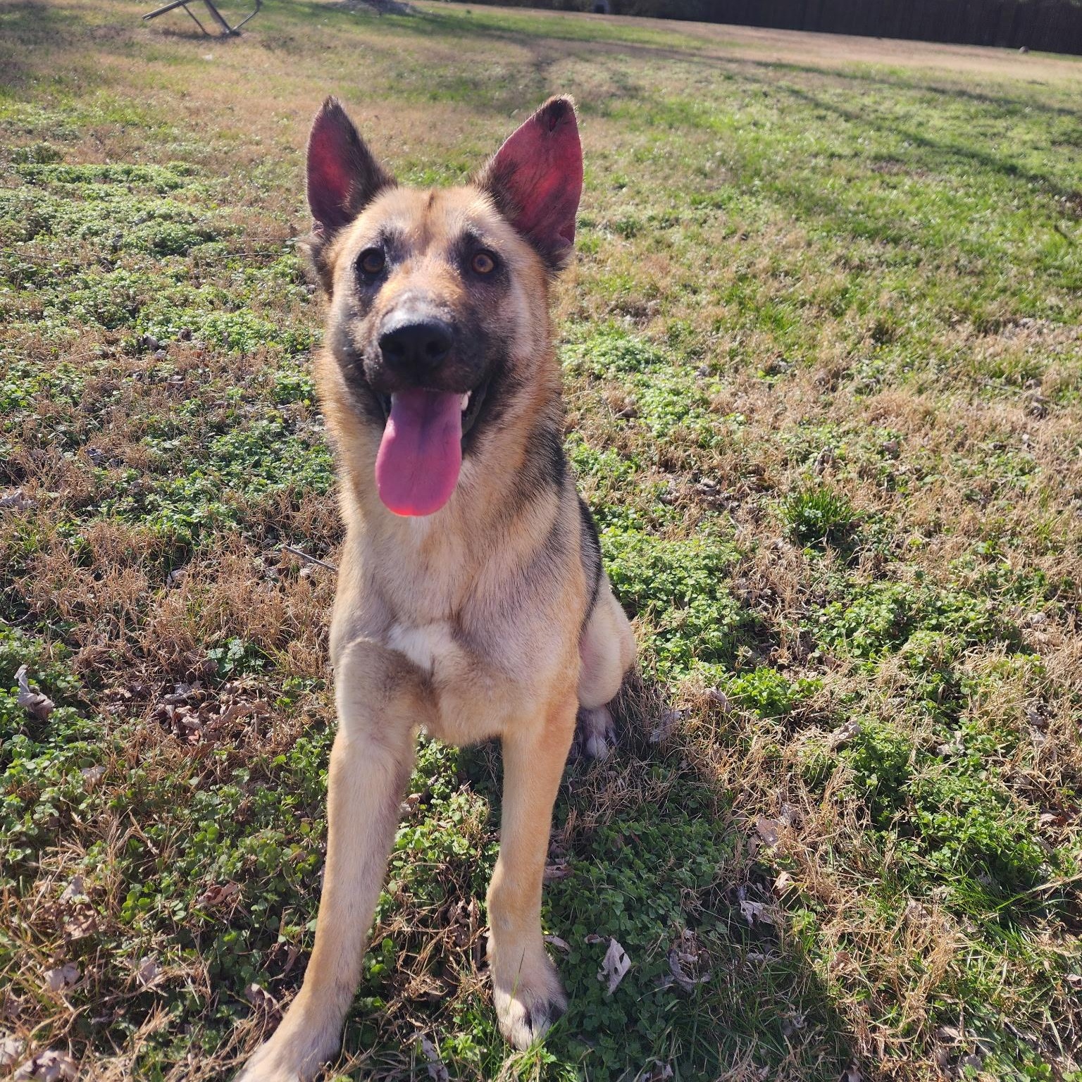 Enlarge Freida, an adopted German Shepherd Dog in Brentwood, TN image 3/3