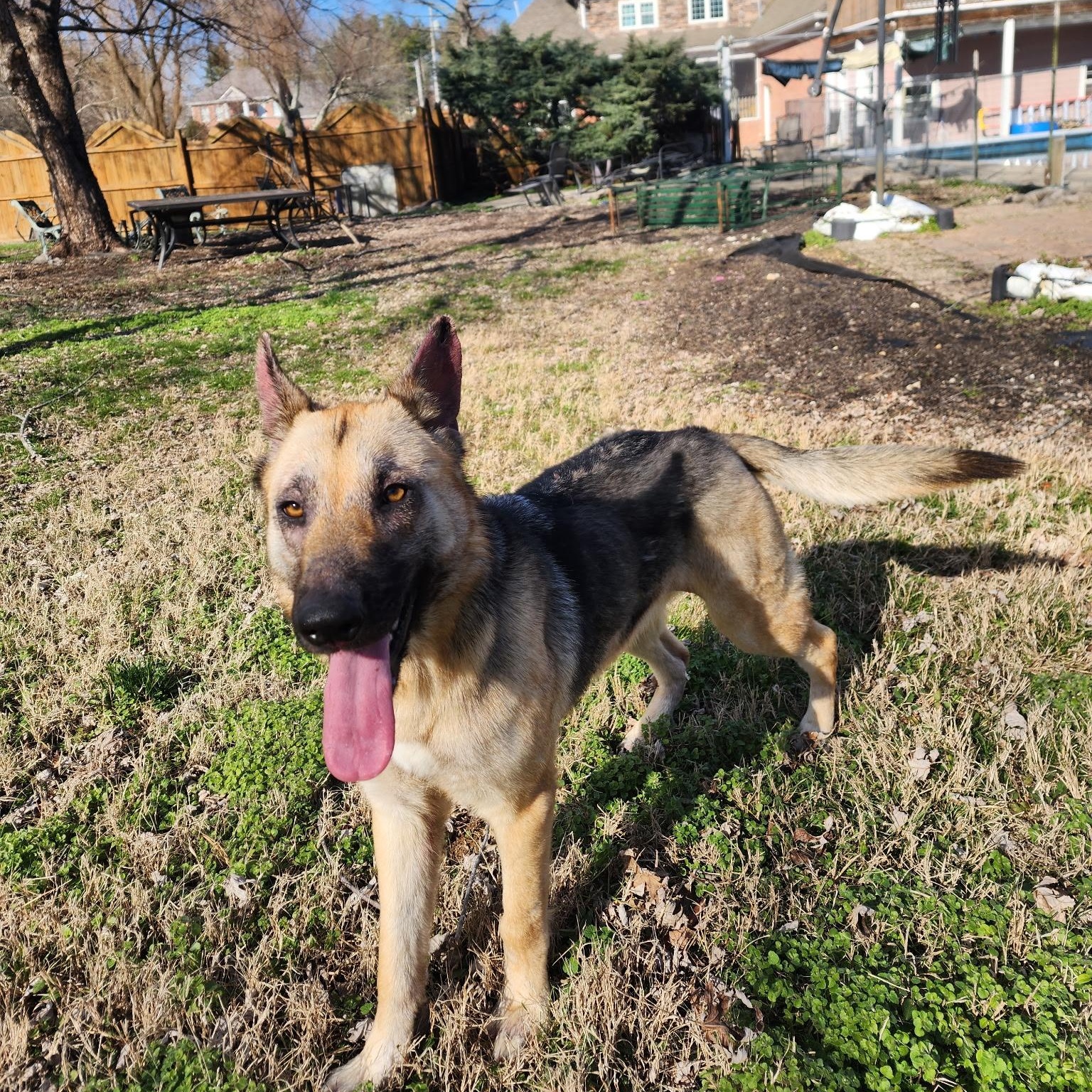 Enlarge Freida, an adopted German Shepherd Dog in Brentwood, TN image 2/3