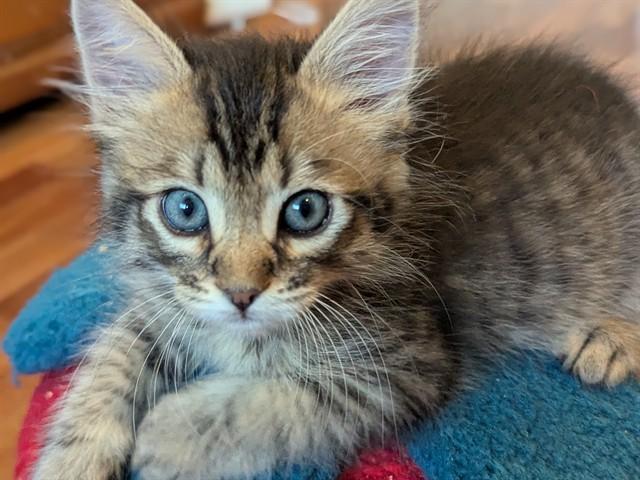 CHESTNUT, Adoptable, Kitten Male Domestic Short Hair.
