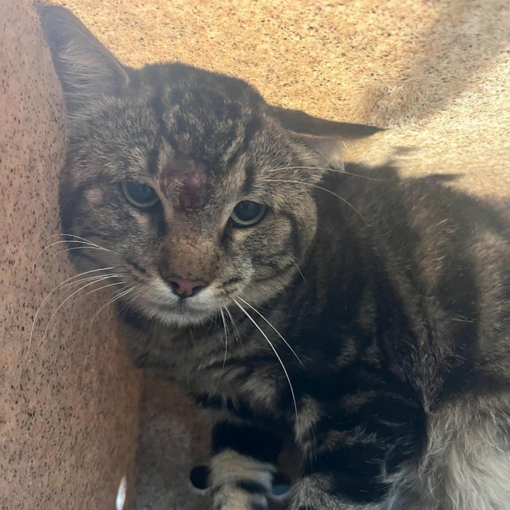 Swirls, Adoptable, Adult Male Domestic Short Hair.