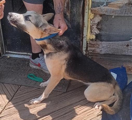 Walker, Adopted, Young Female German Shepherd Dog.