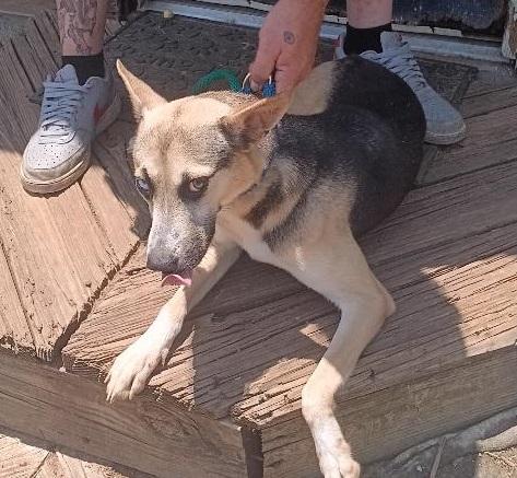 Enlarge Walker, a Adopted German Shepherd Dog in Grandview, TX image 2/2