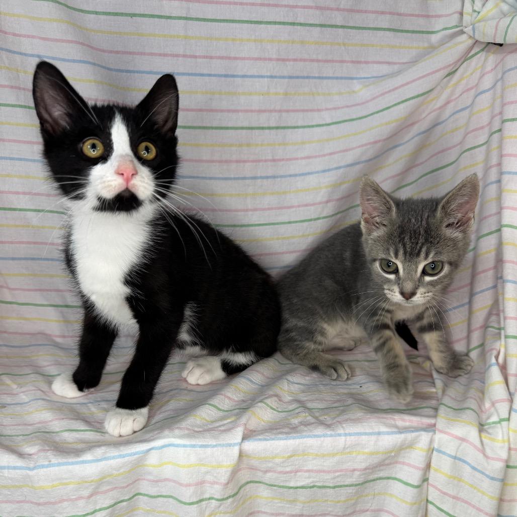 Knox & Socks, Adoptable, Kitten Male Domestic Short Hair.