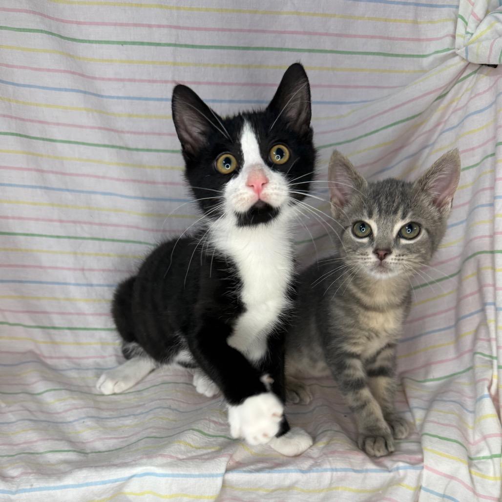 Enlarge Knox & Socks, a Adoptable Domestic Short Hair in Mount Vernon, IL image 2/6