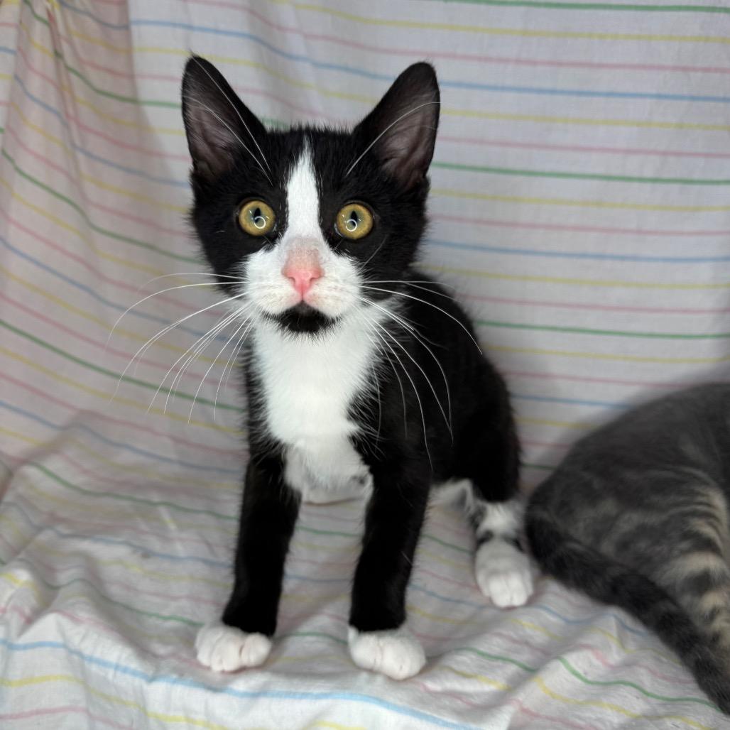 Enlarge Knox & Socks, a Adoptable Domestic Short Hair in Mount Vernon, IL image 3/6