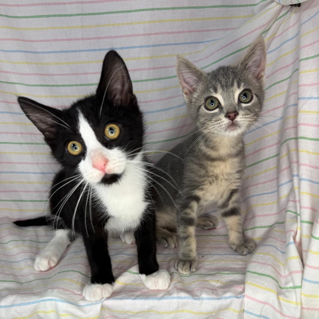 Enlarge Knox & Socks, a Adoptable Domestic Short Hair in Mount Vernon, IL image 4/6