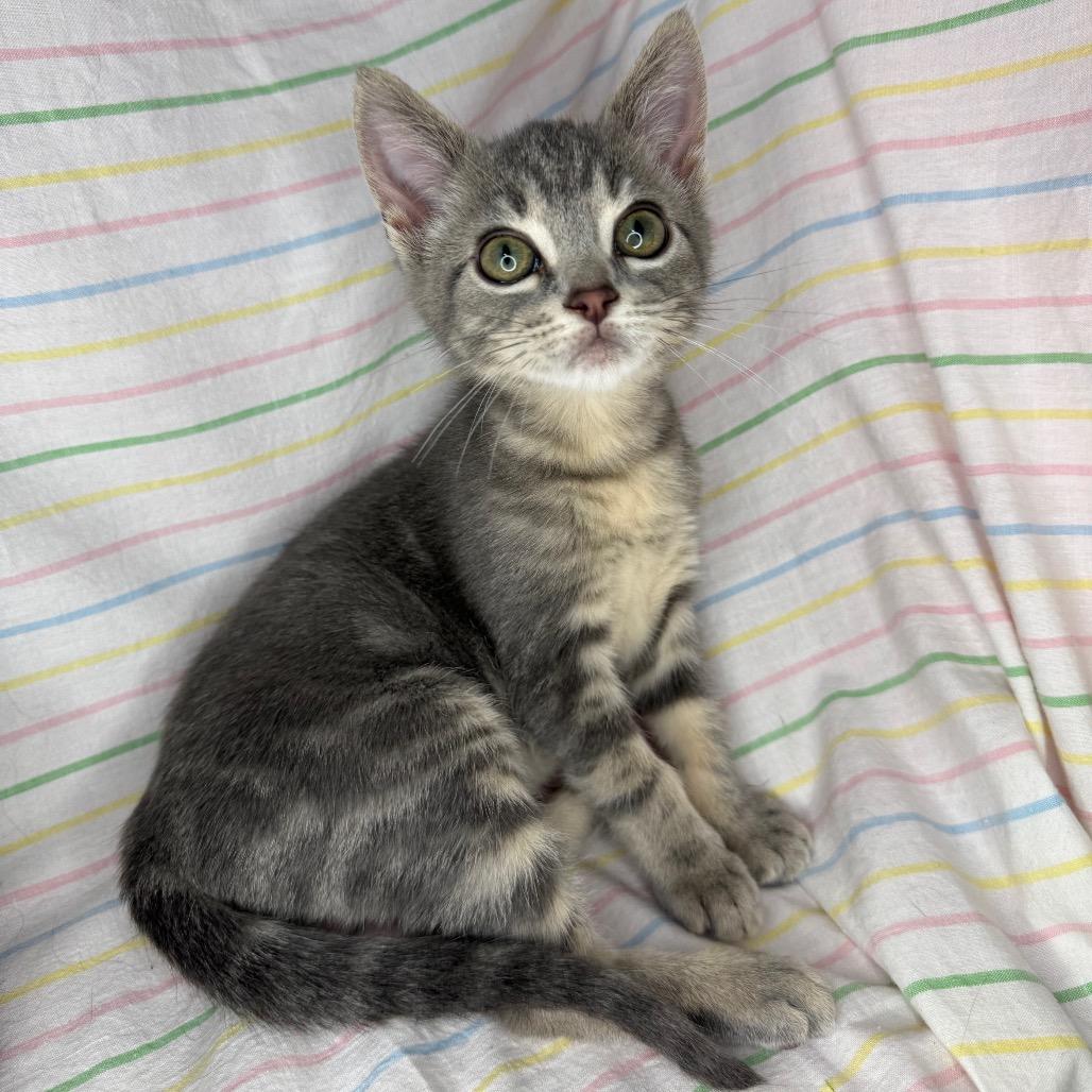 Enlarge Knox & Socks, a Adoptable Domestic Short Hair in Mount Vernon, IL image 5/6