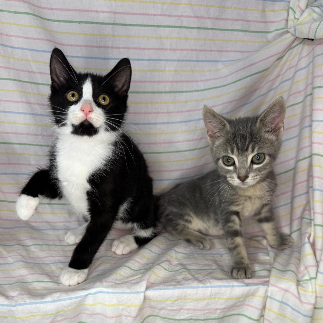 Enlarge Knox & Socks, a Adoptable Domestic Short Hair in Mount Vernon, IL image 6/6