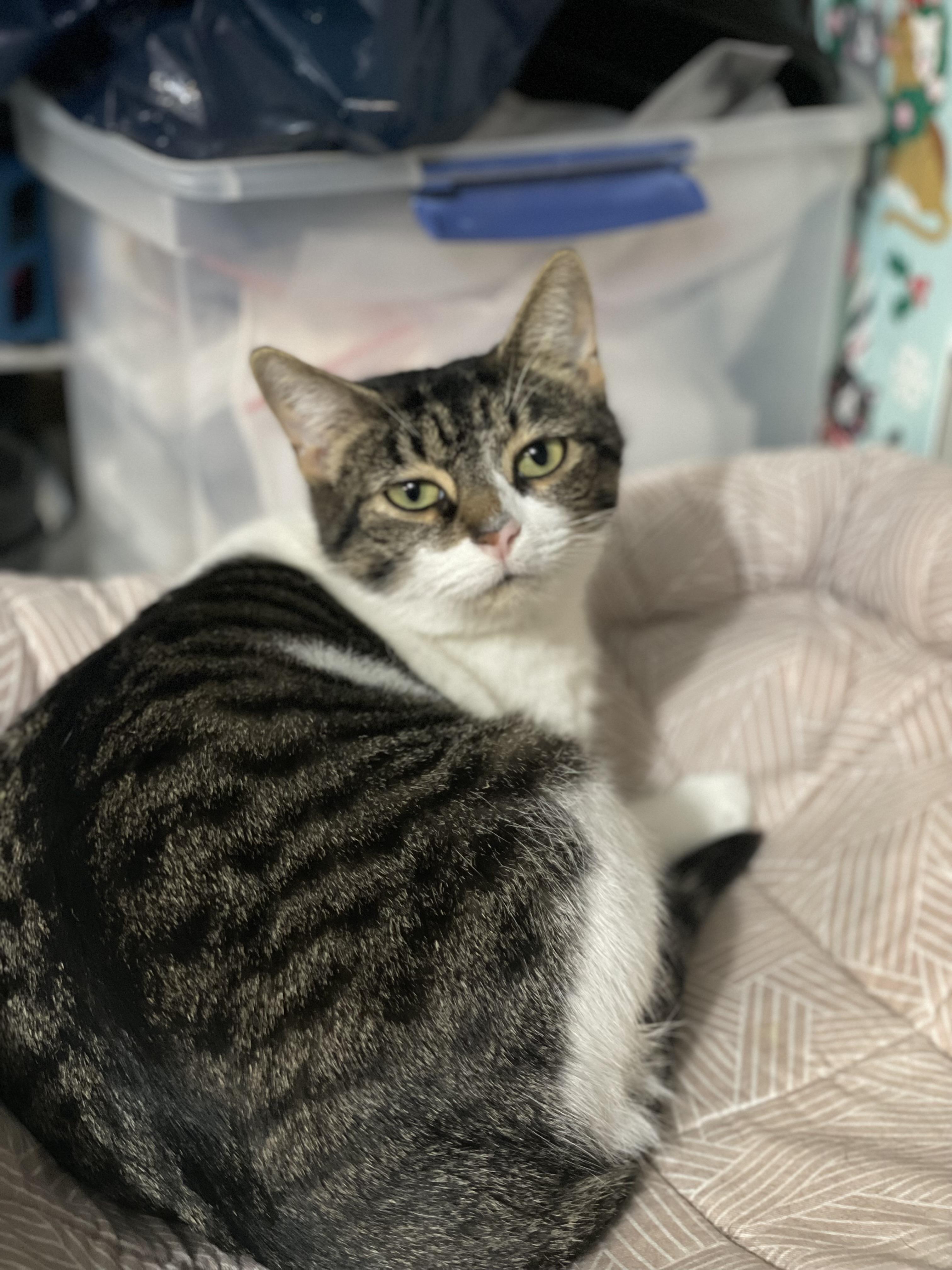 Pickles , ADOPTABLE, Adult Female Domestic Short Hair.