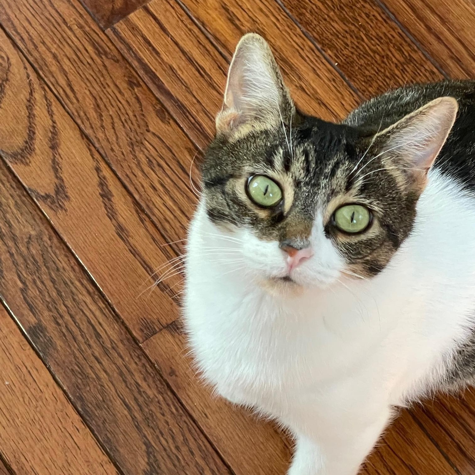 Pickles , a ADOPTABLE Domestic Short Hair in Martinsville, IN image 4/4