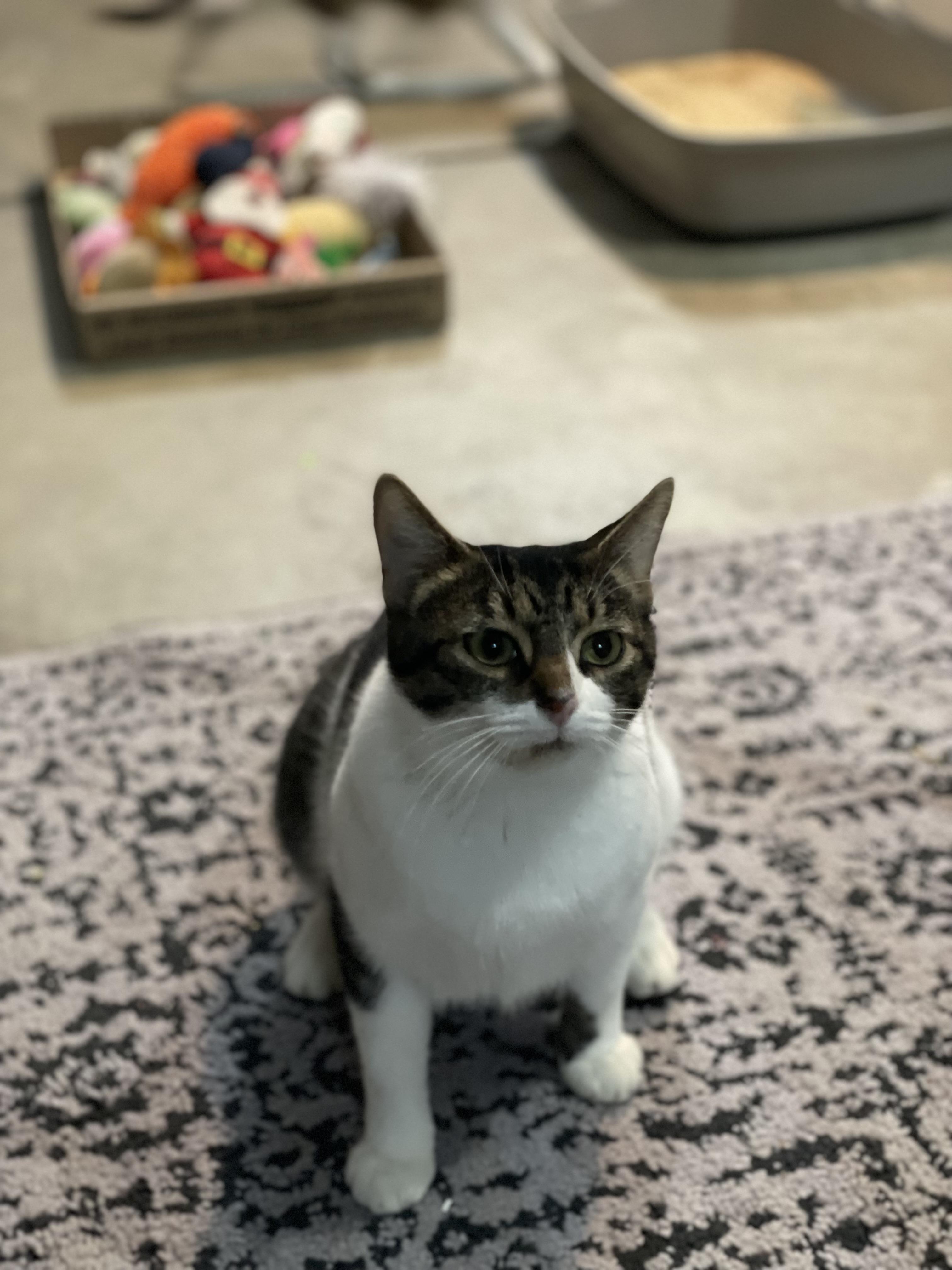 Pickles , a ADOPTABLE Domestic Short Hair in Martinsville, IN image 3/4