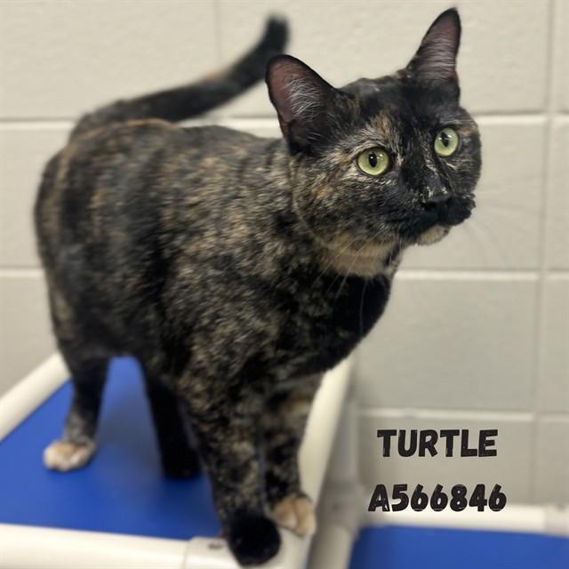 Enlarge TURTLE, a Adoptable Domestic Short Hair in Huntsville, AL image 1/1