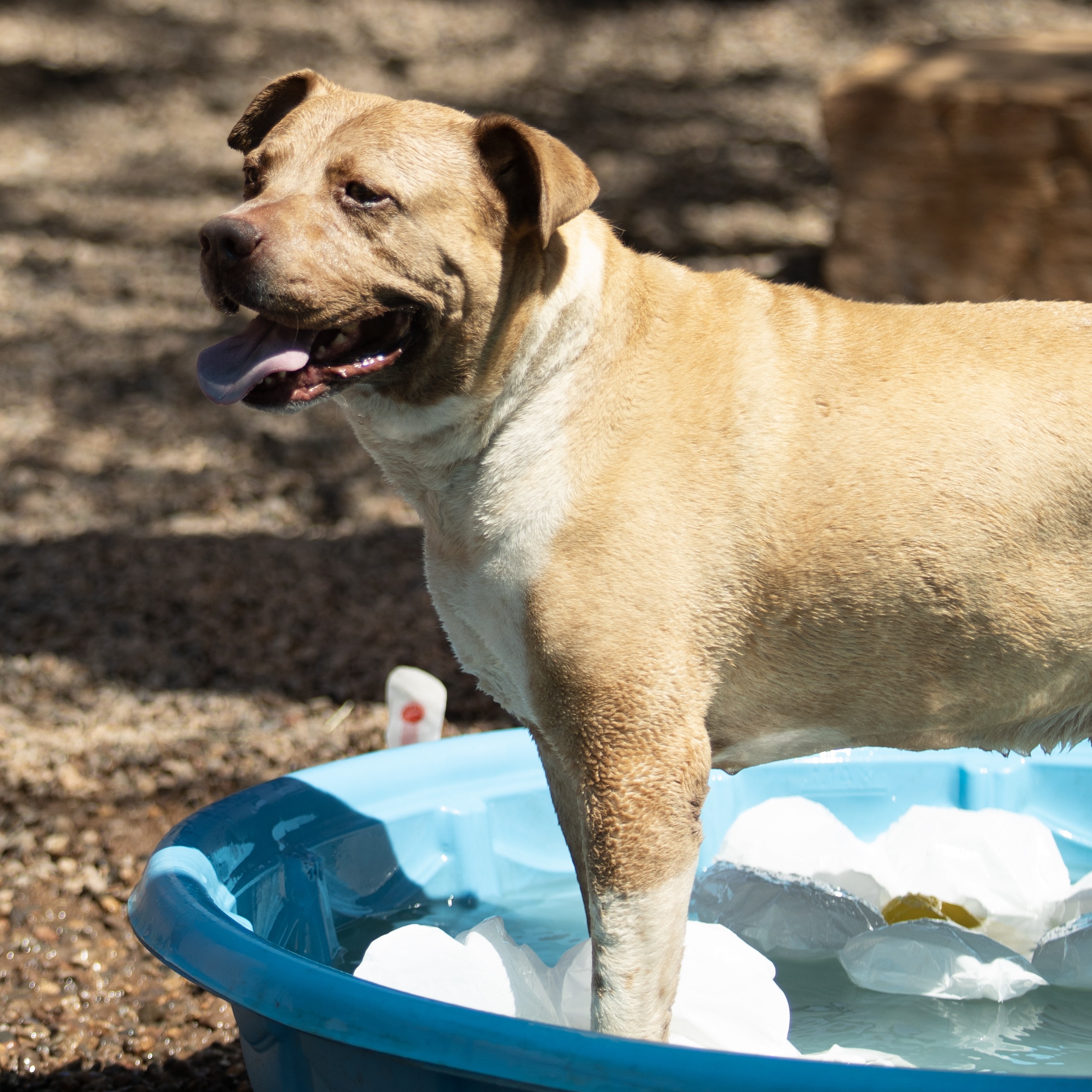 Enlarge Rango, a Adoptable mixed breed in Phoenix, AZ image 12/12