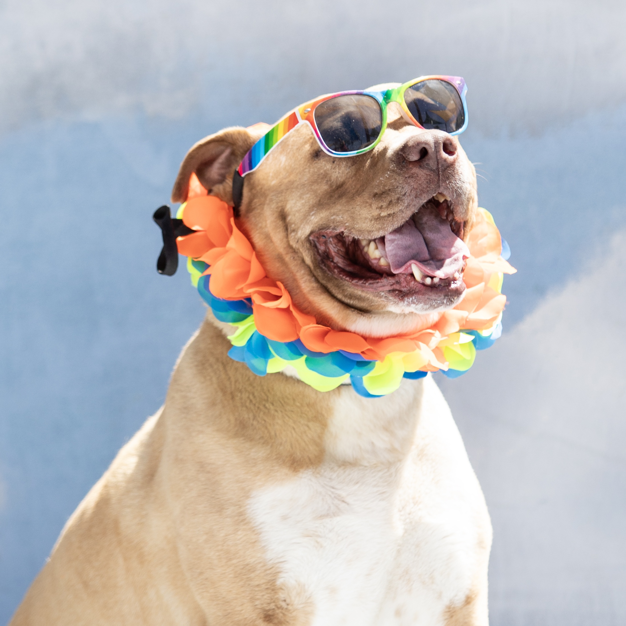 Enlarge Rango, a Adoptable mixed breed in Phoenix, AZ image 11/12