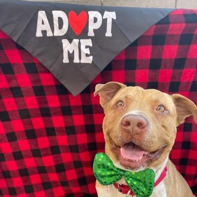 Enlarge Rango, a Adoptable mixed breed in Phoenix, AZ image 8/12