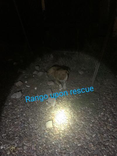 Enlarge Rango, a Adoptable mixed breed in Phoenix, AZ image 9/12