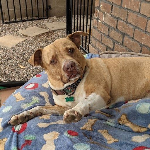 Enlarge Rango, a Adoptable mixed breed in Phoenix, AZ image 10/12