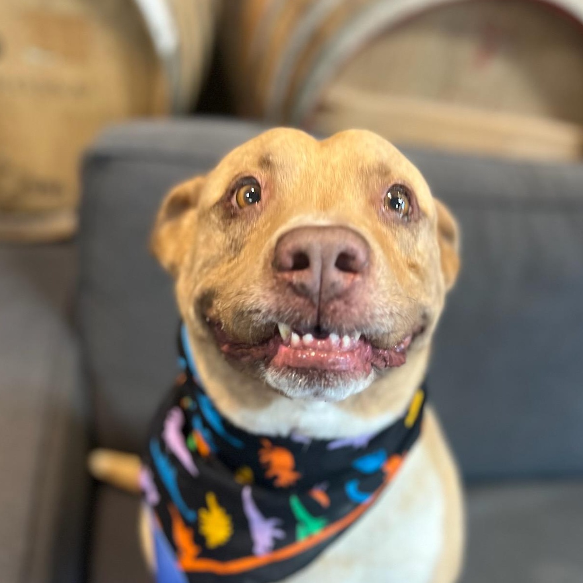 Rango, a Adoptable mixed breed in Phoenix, AZ image 1/12