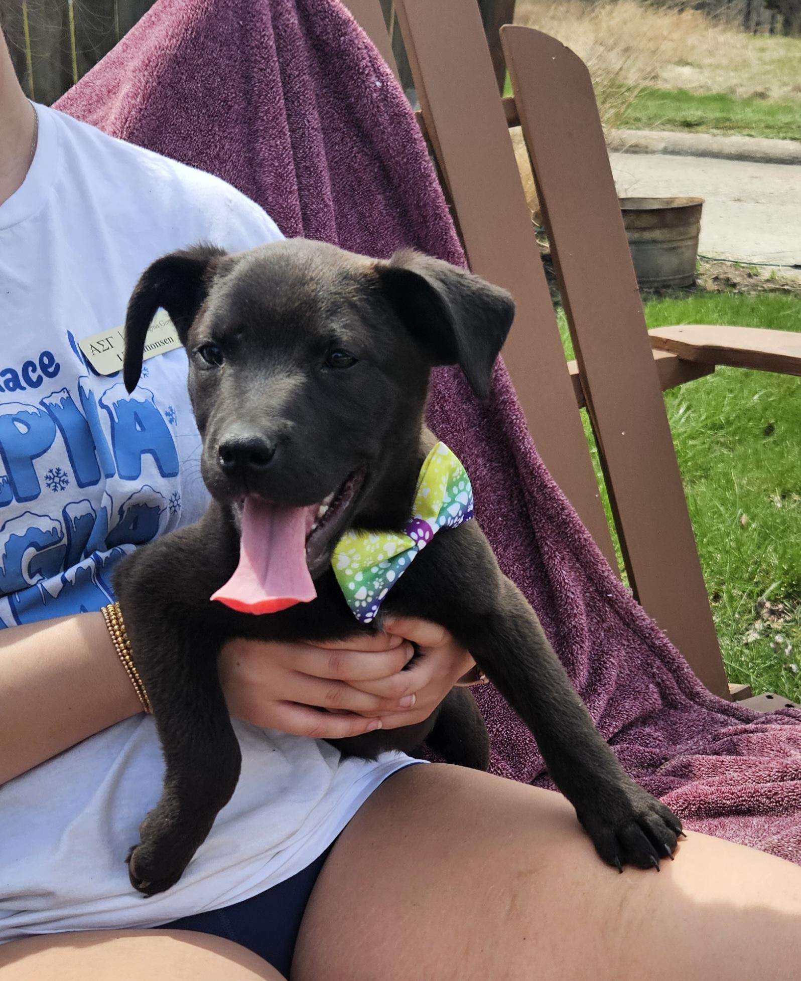 Enlarge Ella, a Adoptable Black Labrador Retriever in Kirksville, MO image 1/1
