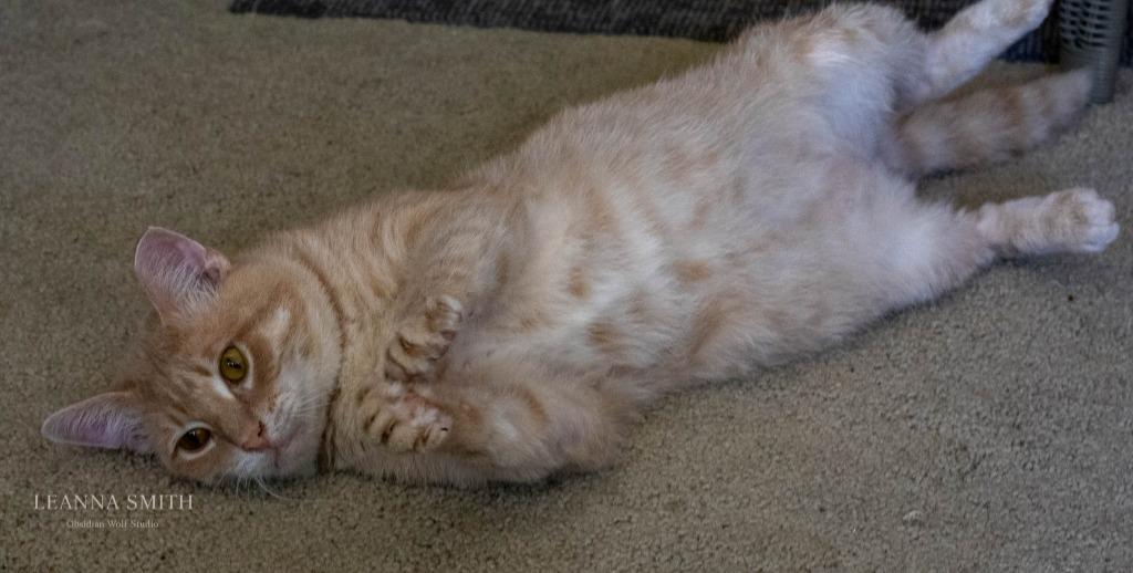 Casper, Adoptable, Adult Male Domestic Short Hair.