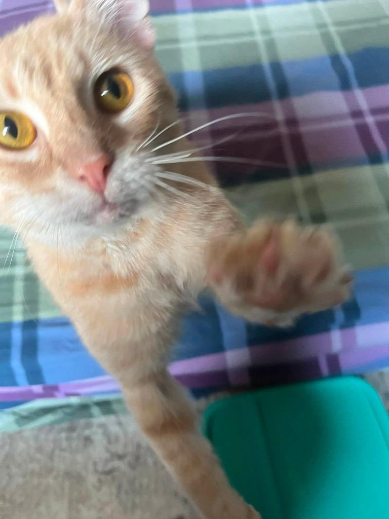 Casper, Adoptable, Adult Male Domestic Short Hair.
