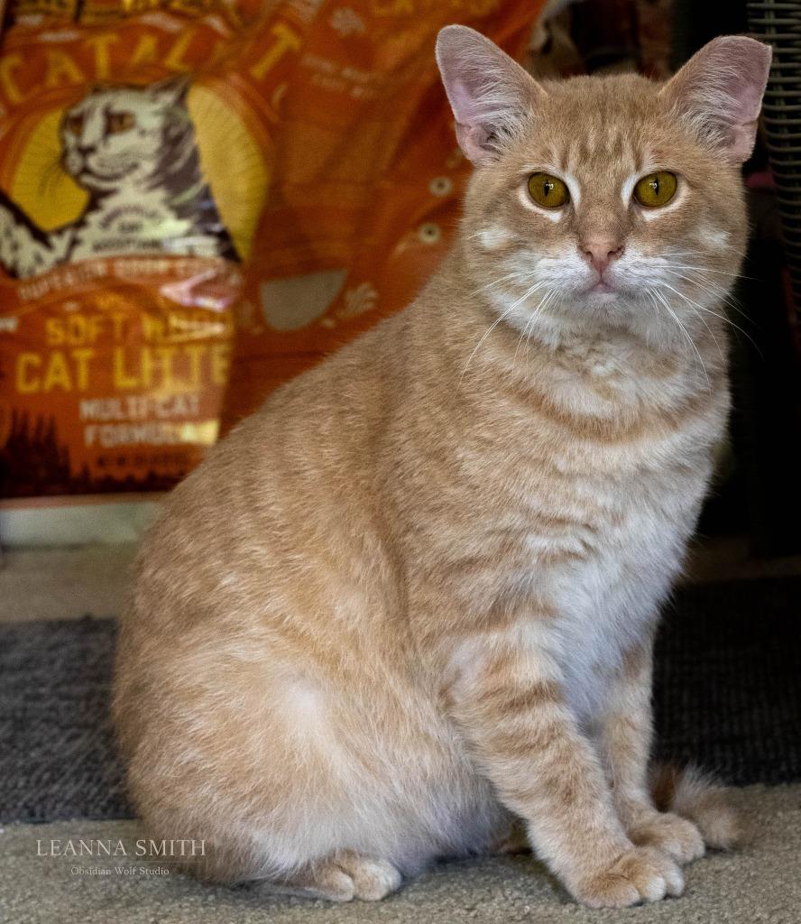 Casper, a Adoptable mixed breed in Kettering, OH image 2/3