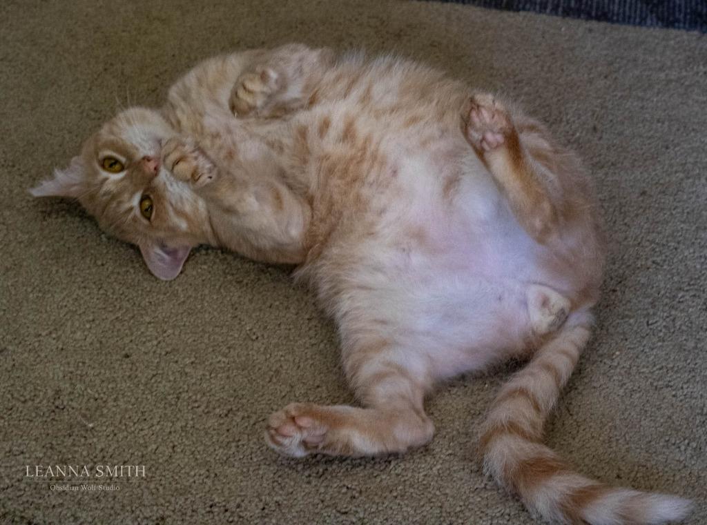 Casper, a Adoptable mixed breed in Kettering, OH image 3/3
