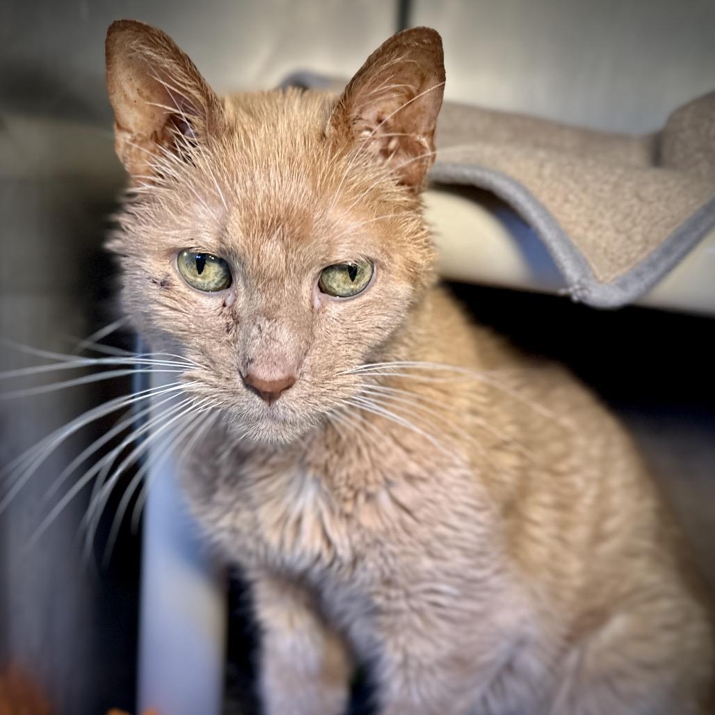 Mozart — thumbnail 2