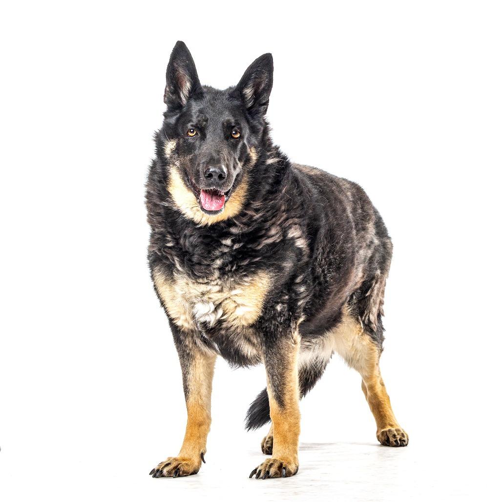 Mika, Adoptable, Senior Female German Shepherd Dog.