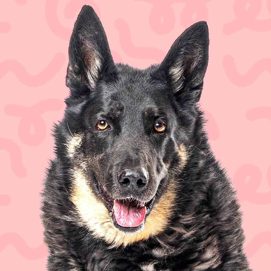 Mika, a Adoptable German Shepherd Dog in Reno, NV image 2/3