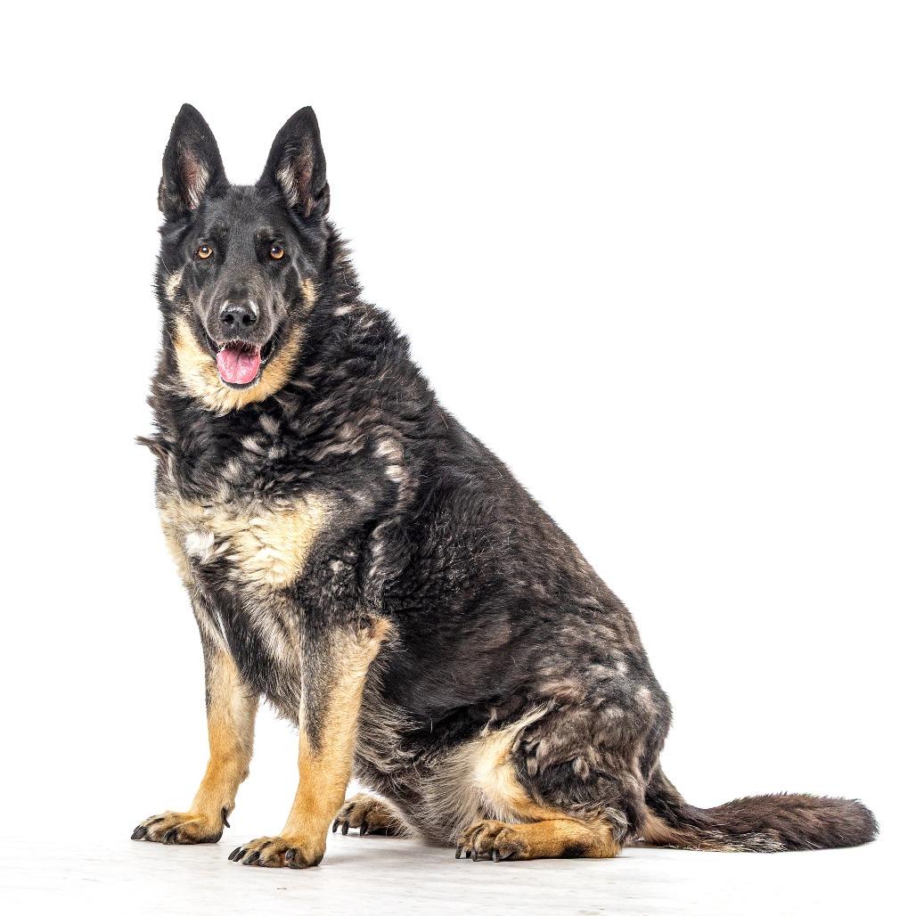 Mika, a Adoptable German Shepherd Dog in Reno, NV image 3/3