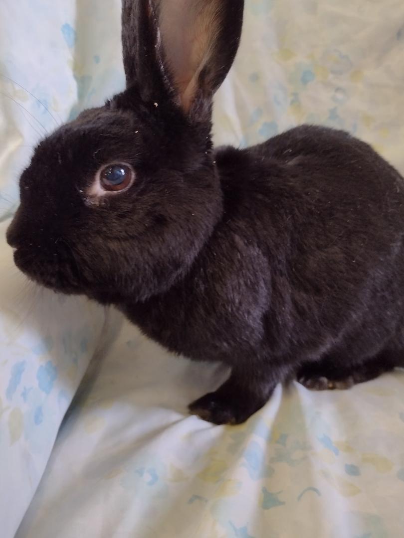 Wrenlee, Adoptable, Senior Female American.