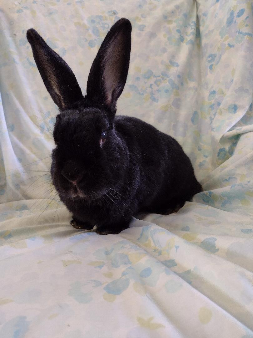 Enlarge Wrenlee, a Adoptable American in Plymouth, MI image 2/3